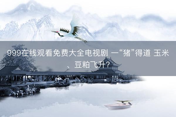 999在线观看免费大全电视剧 一“猪”得道 玉米、豆粕飞升？